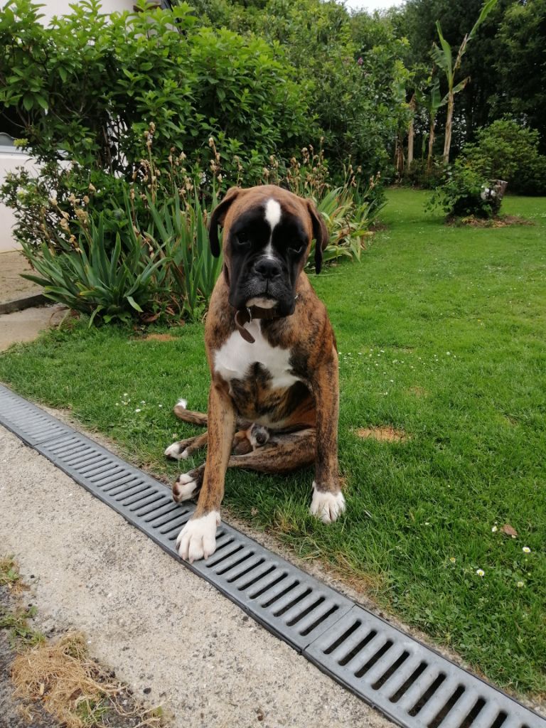 Rudy Du Hameau Des Lilas
