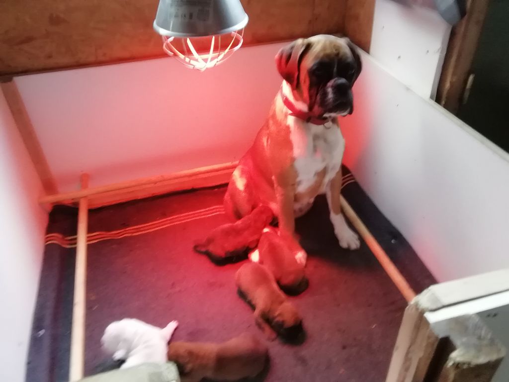 De La Pierre Croisee - Boxer - Portée née le 02/11/2019